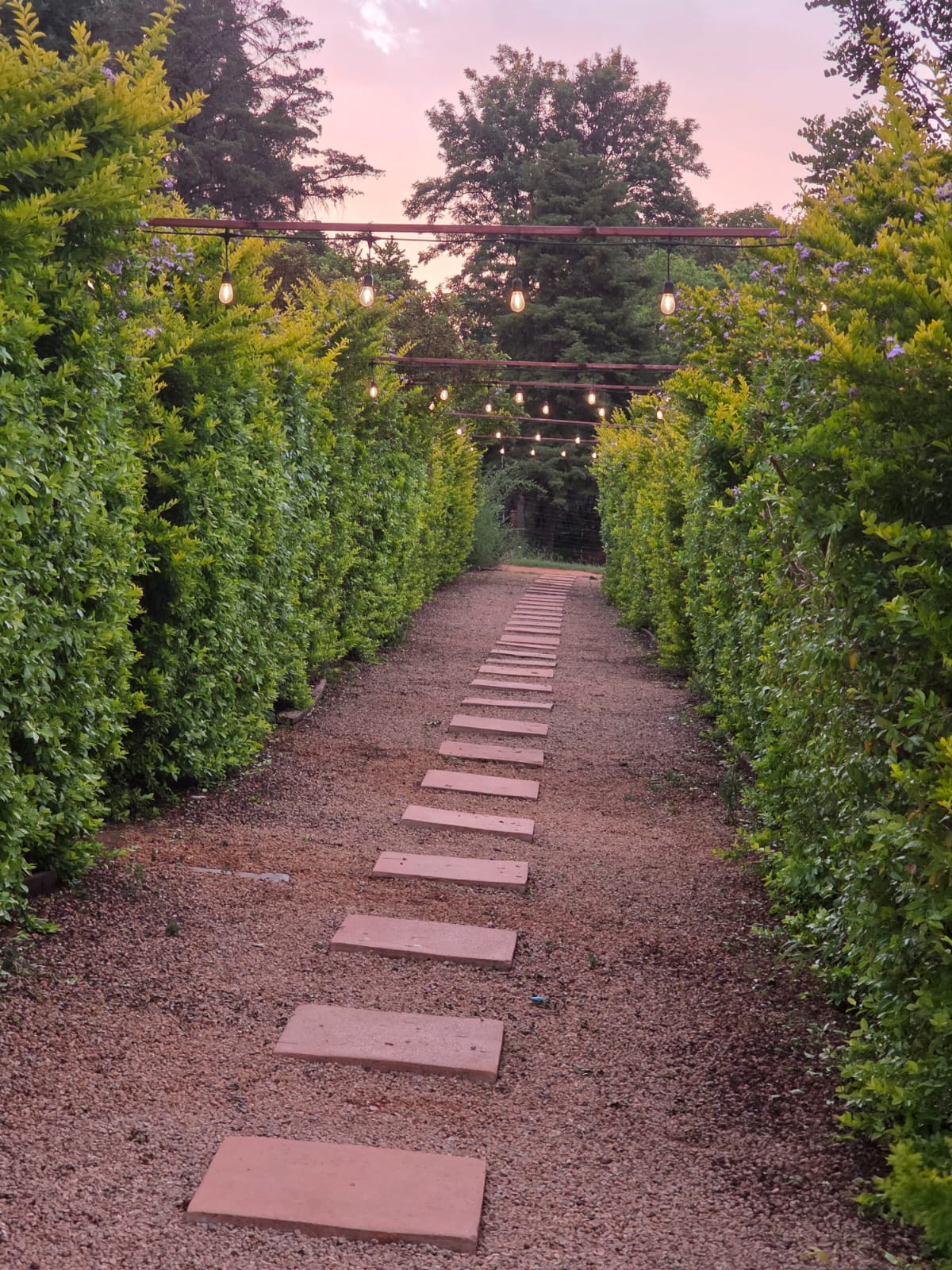 String-lit garden pathway between manicured hedges at Tshedza Gardens at dusk